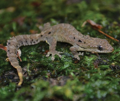 Mourning geckos (Lepidodactylus lugubris)
