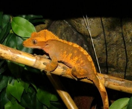 Crested Geckos (Correlophus ciliatus)