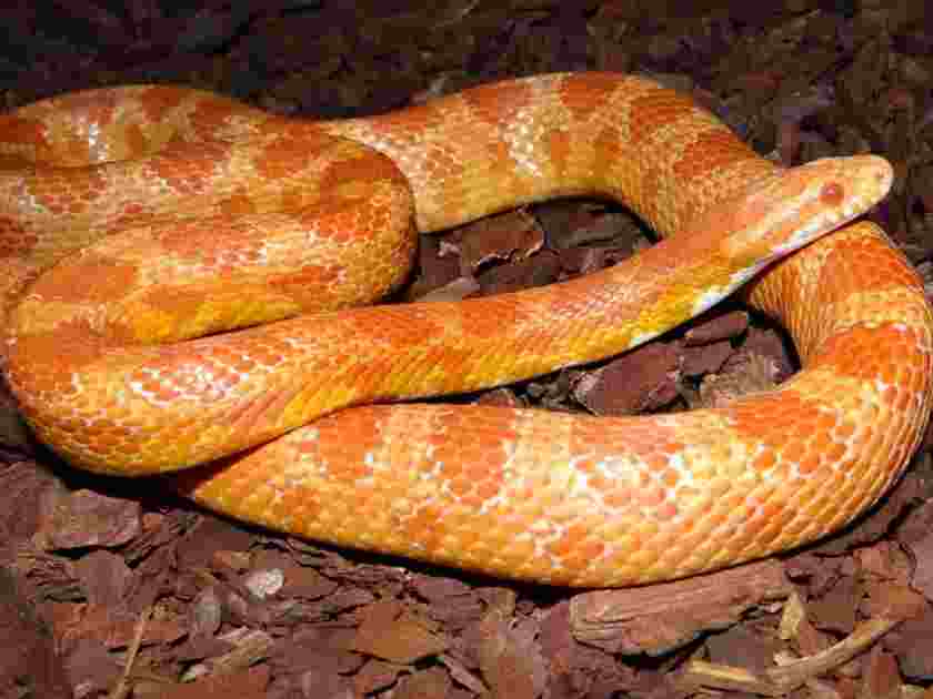 Corn snakes (Pantherophis guttatus)