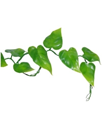 Pothos plant  (Epipremnum aureum)